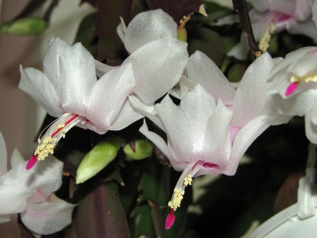 �������� ����������� ��������������� �������