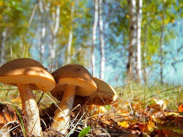 �����: ��������� �������� � �������� ��������