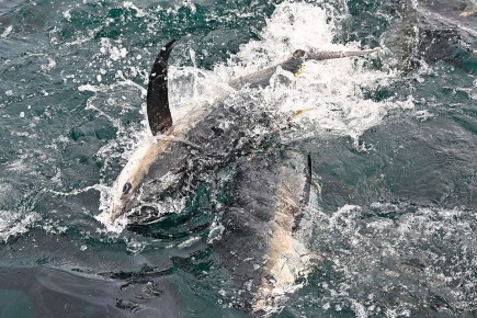 �����-������� �������� � ������� � ��� ���� ����� 80 ��������� ������