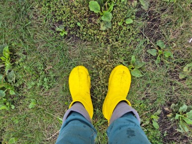 Уральские староверы раскрыли секрет хранения картофеля до весны