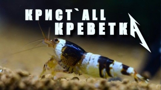 Как выглядят креветки Crystal Red и что важно учитывать при их содержании