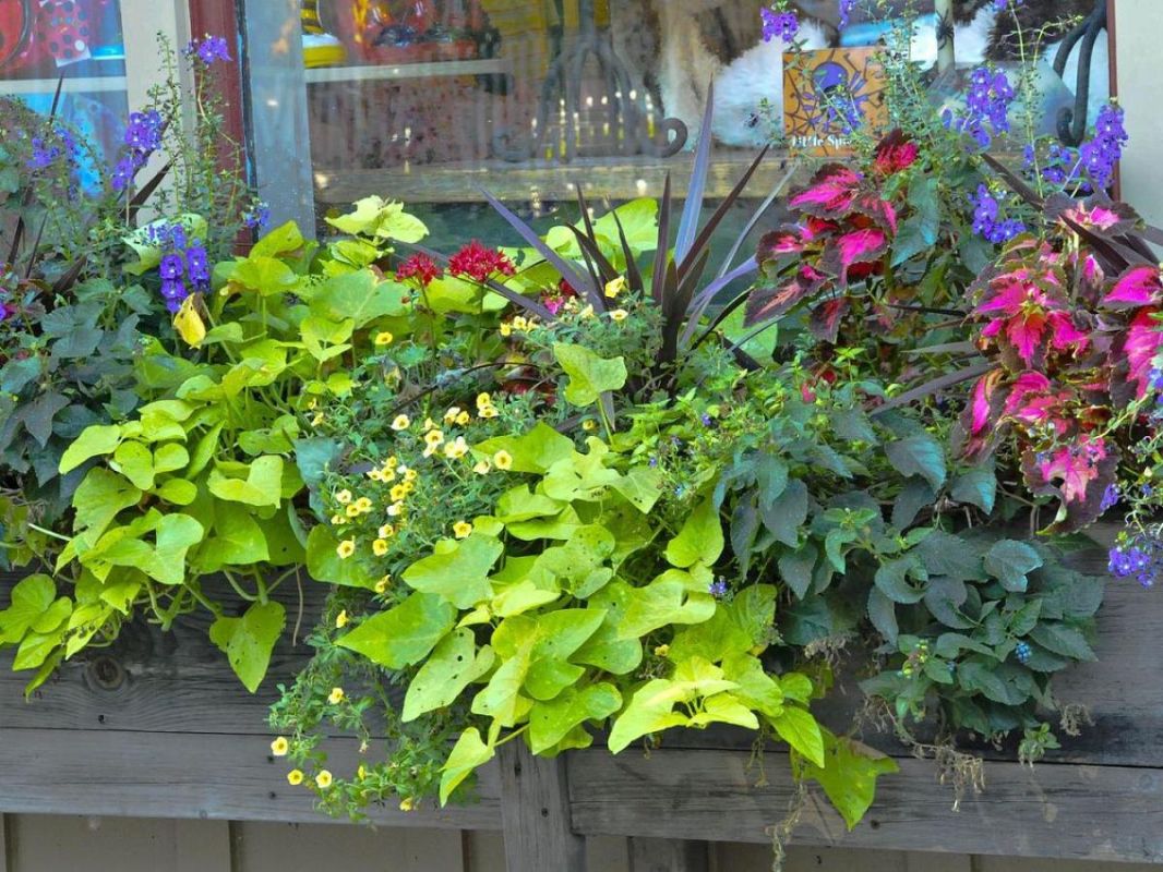 Как правильно вынести комнатные цветы на улицу: советы и рекомендации