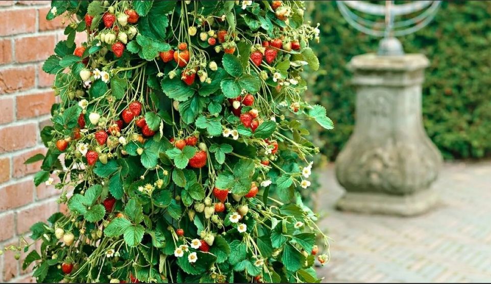 Что следует знать перед посадкой ампельной земляники: советы Галины Кизима