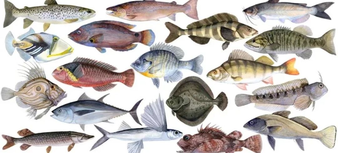 Рыба, которая вдохновляет: топ самых полезных сортов для здоровья