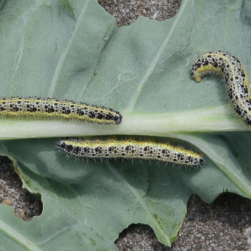 Тля на ваших растениях: как избежать нашествия и сохранить здоровье зелёных друзей