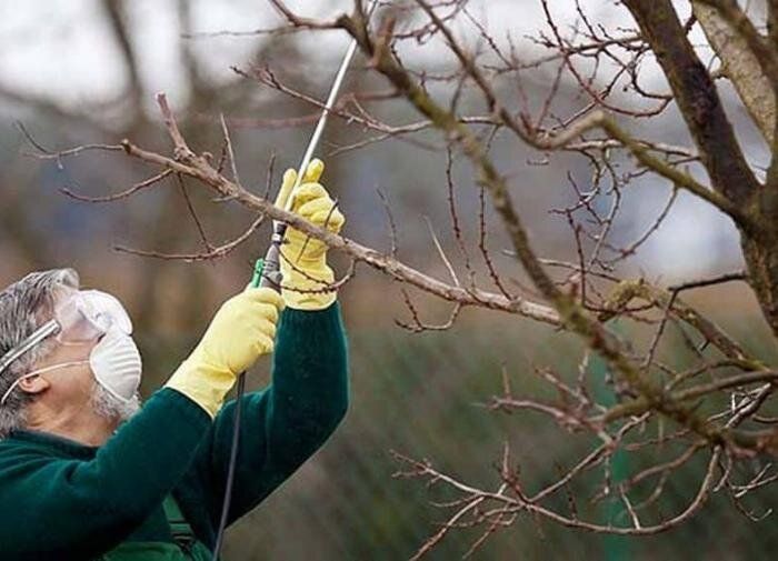 Как спасти больные деревья: эффективные методы без вреда