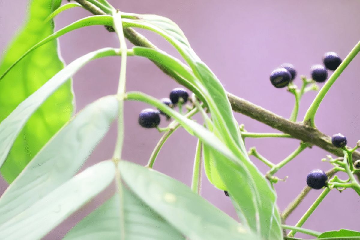 ��� ����������� ��� ������� ���� ������ �������