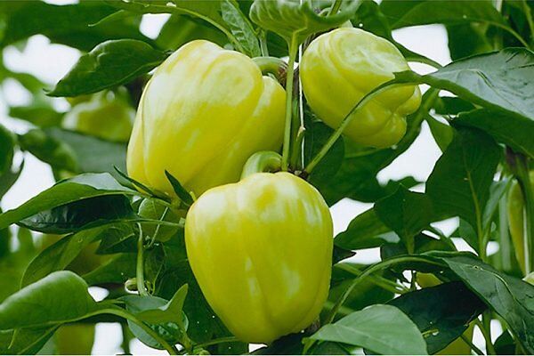 ��� ��������� ����� ������: �������, ����������� � ������