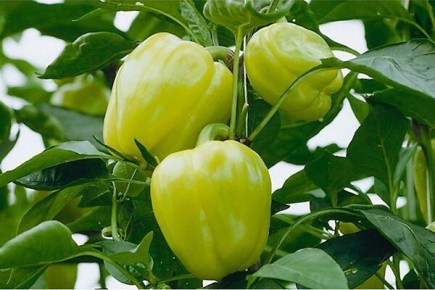 Как вырастить перец Блонди: секреты, особенности и советы
