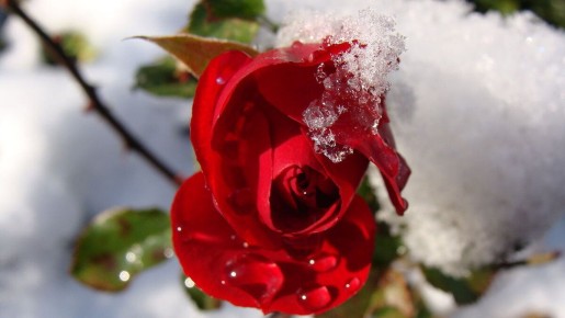 Как спасти розы от неожиданных поломок укрытий