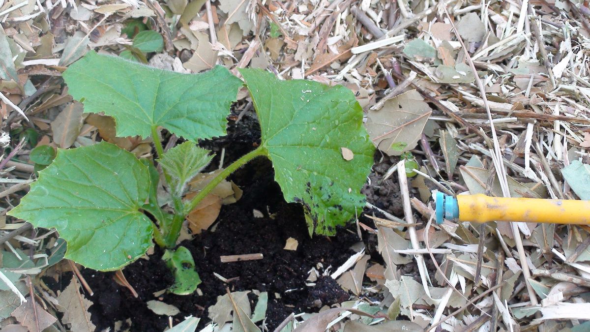 ���������� ��������� ������ ��� �������