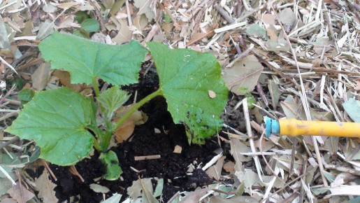 ���������� ��������� ������ ��� �������