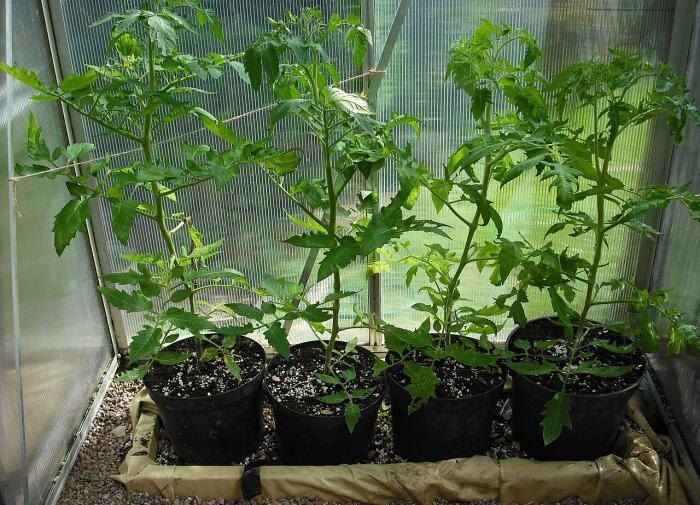 ��� ������ ������������ ������� �������: ������ � ��������