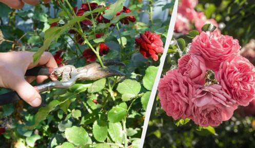 Как правильно обрезать розы после цветения: секреты успешного ухода