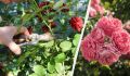 Как правильно обрезать розы после цветения: секреты успешного ухода