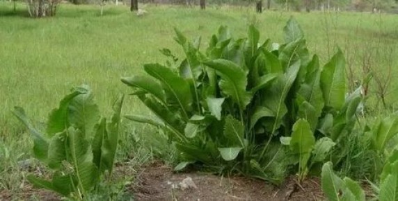 ������ �����: ������� �� ���������� �� �������