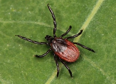 Как безопасно и эффективно избавиться от клеща на даче: 5 простых методов