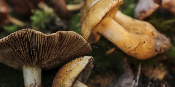 ��������� �������� ������: ��� ����� ����� ����� ������� � ���