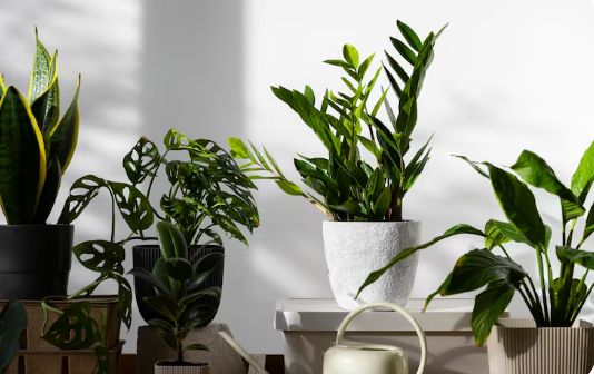 ��� ��������� ������ ����: �� ������� ��������� �������� �� ����������� �������