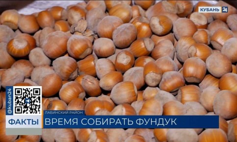 Начало сбора урожая фундука в Лабинском районе