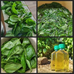 Сироп из базилика: новый уровень вкуса для ваших блюд и напитков