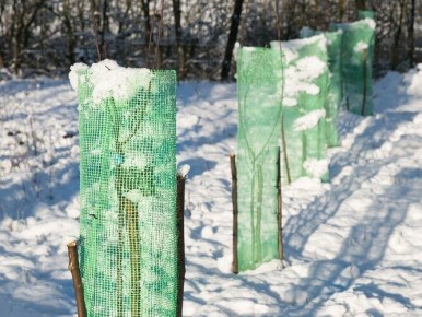 Как защитить сад от вредителей: советы по уходу за плодовыми деревьями зимой