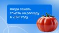 Как вырастить идеальные помидоры: секреты успешной рассады