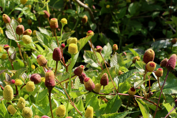 Новинка в мире гастрономии: что такое электроцветок и как его использовать