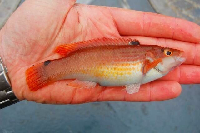 ����������� �����: ���������� ��������� ��������� ����