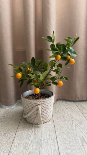 ���������������: ����� �� � ����� �� ��������� �����������