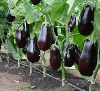 ��������� � �������: ������� ��������� �����������