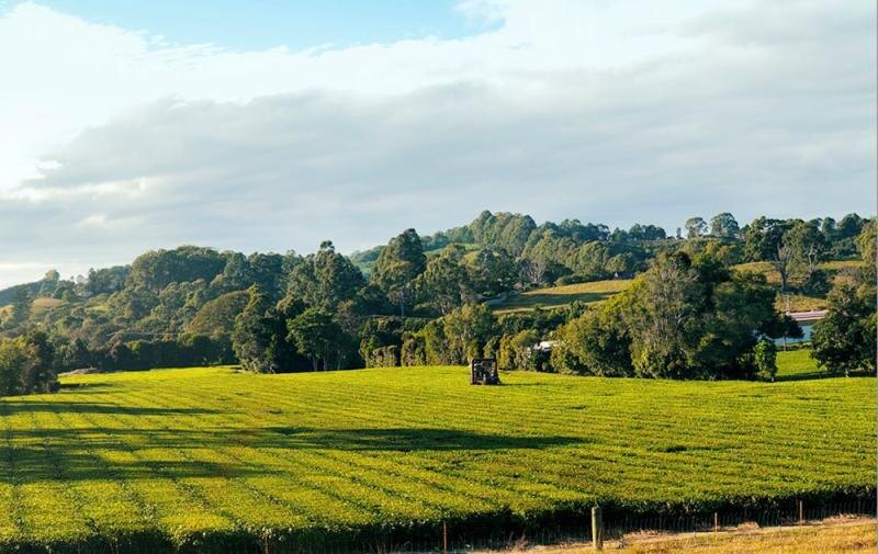 Чайная культура Австралии: новые горизонты и старые традиции