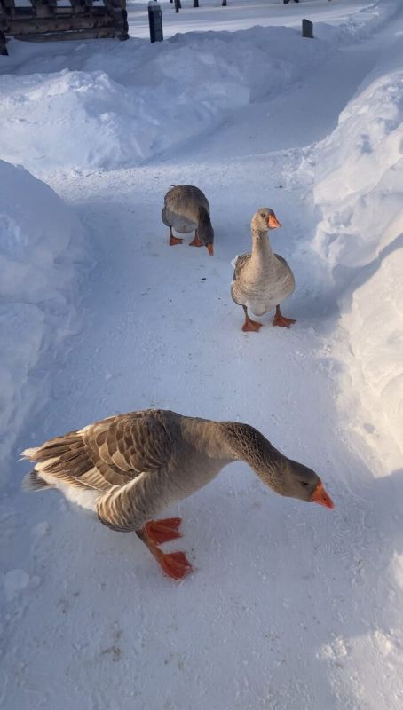 ������� ��� � �������: ��� �������� �������� ����� �������������