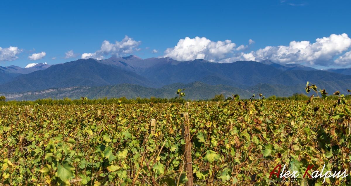 �������: ����, ������� ������������ �������