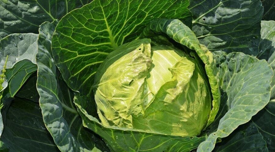 ��� ������� ������� ������� ��������� ���������� ��������