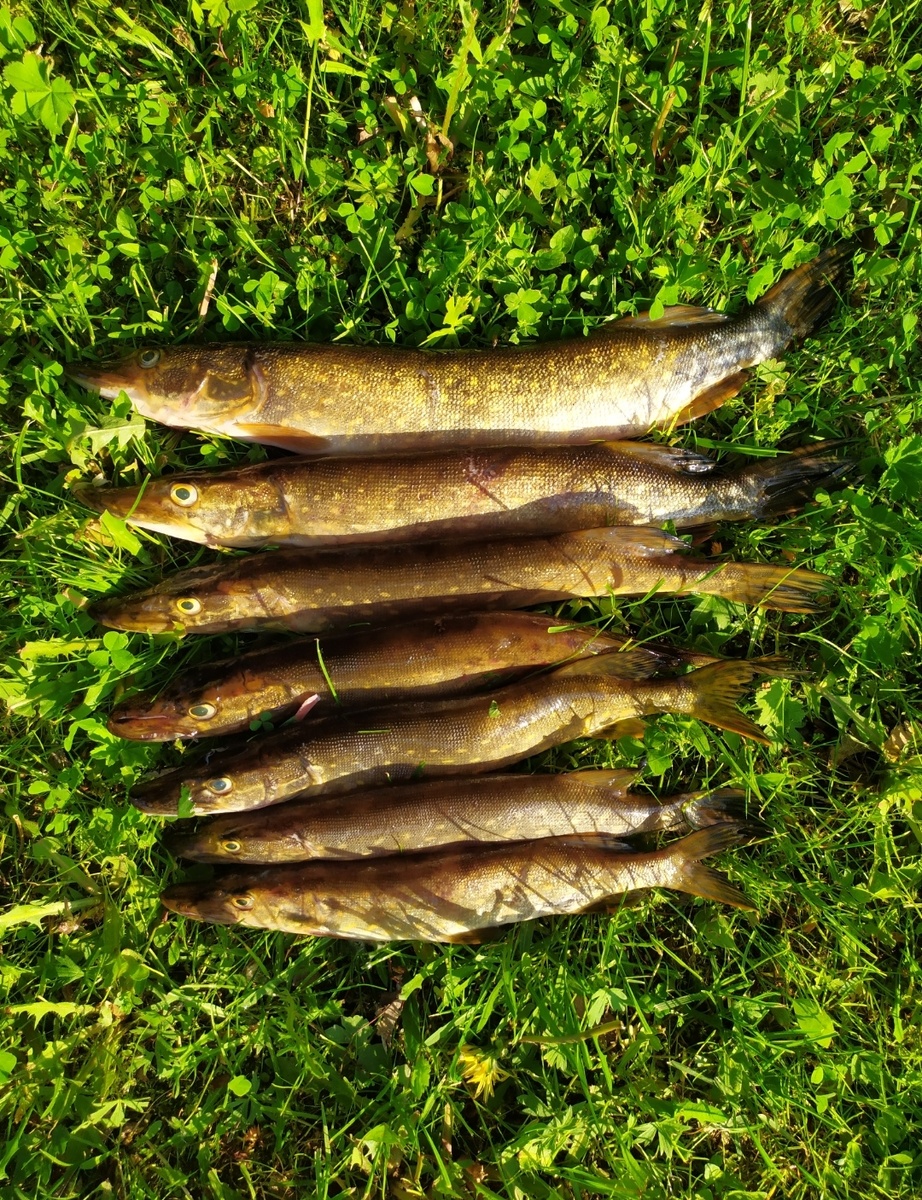 Приглашаем на мастер-класс «Блюда Петрова поста»