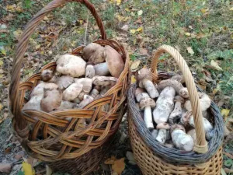 ��������� �������: �������� � ���������� ������� ����������� �������� ������� � �������