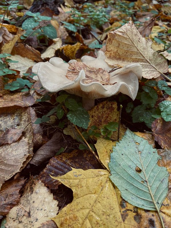 ������� �����������: ���������� ������� � Kuchenland