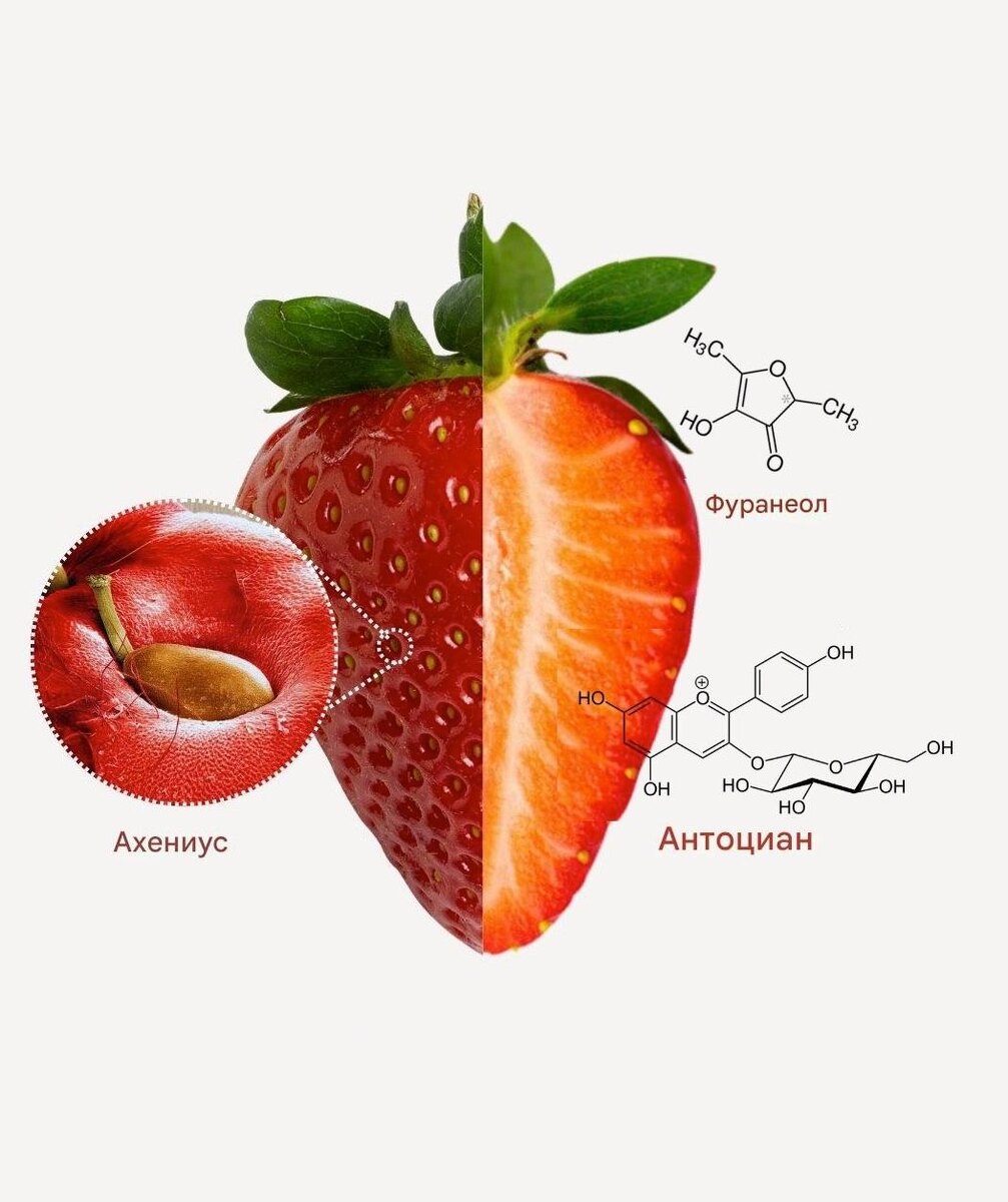 Неожиданный факт о клубнике: она состоит из семян на цветоложе