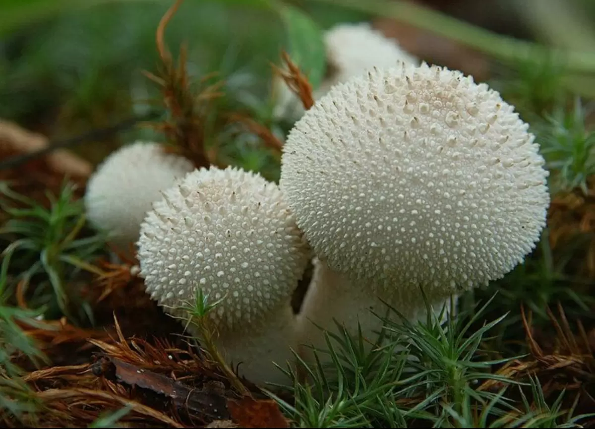 Гриб-невидимка: тайны «дедушкиного табака» и его влияние на восприятие