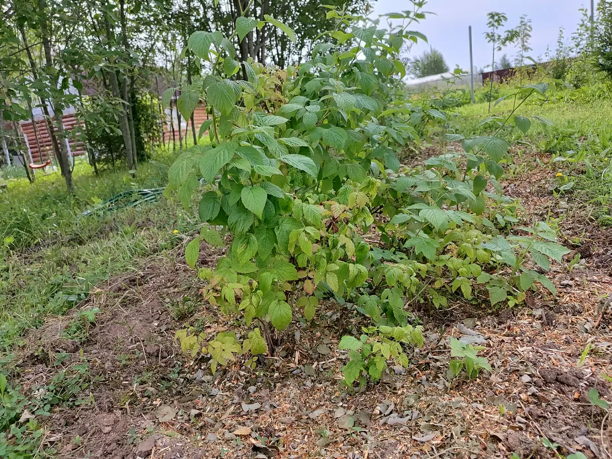 Как создать идеальный дачный чай: полезные напитки из сада