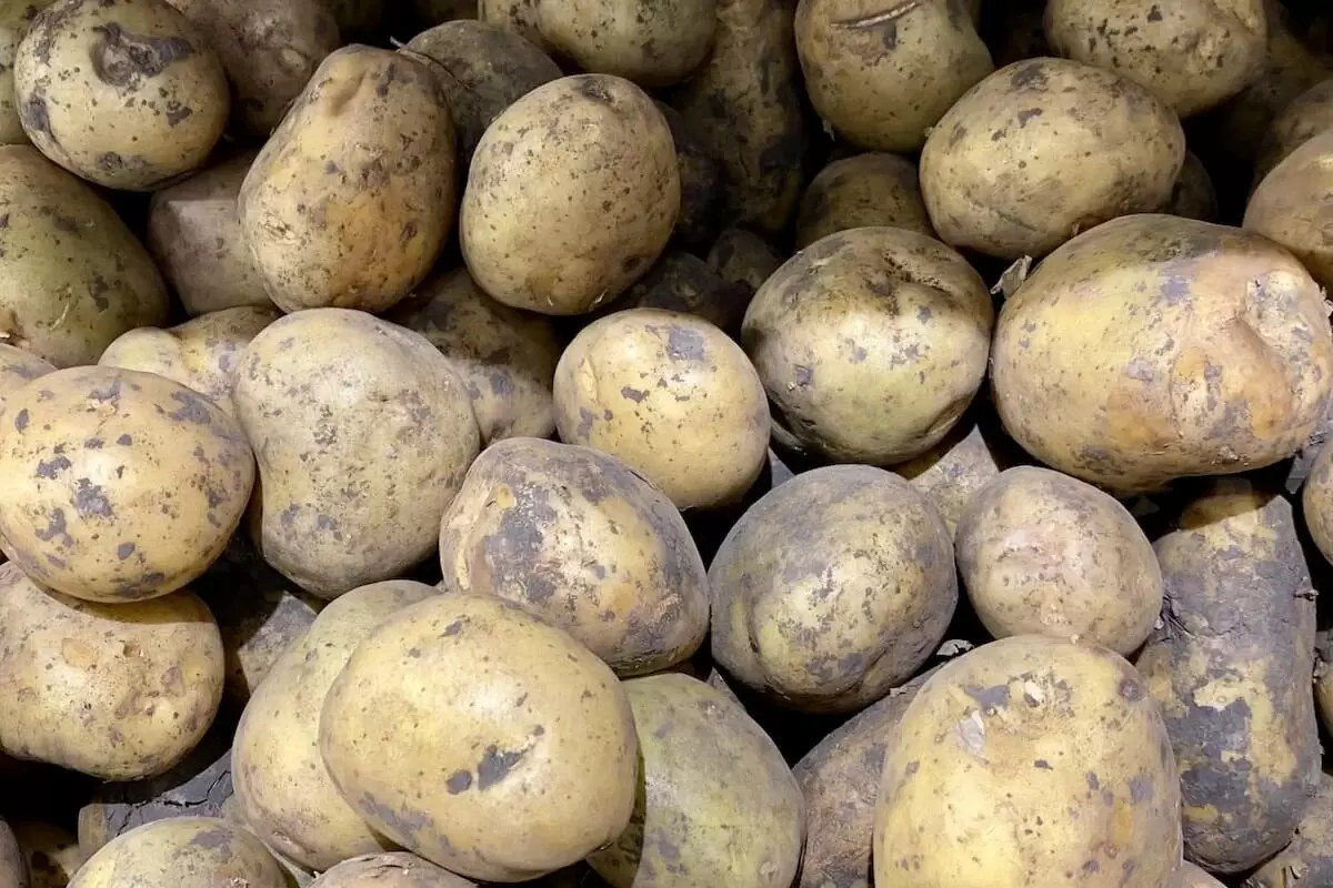 Зимние корнеплоды: пять суперфудов для вашего здоровья