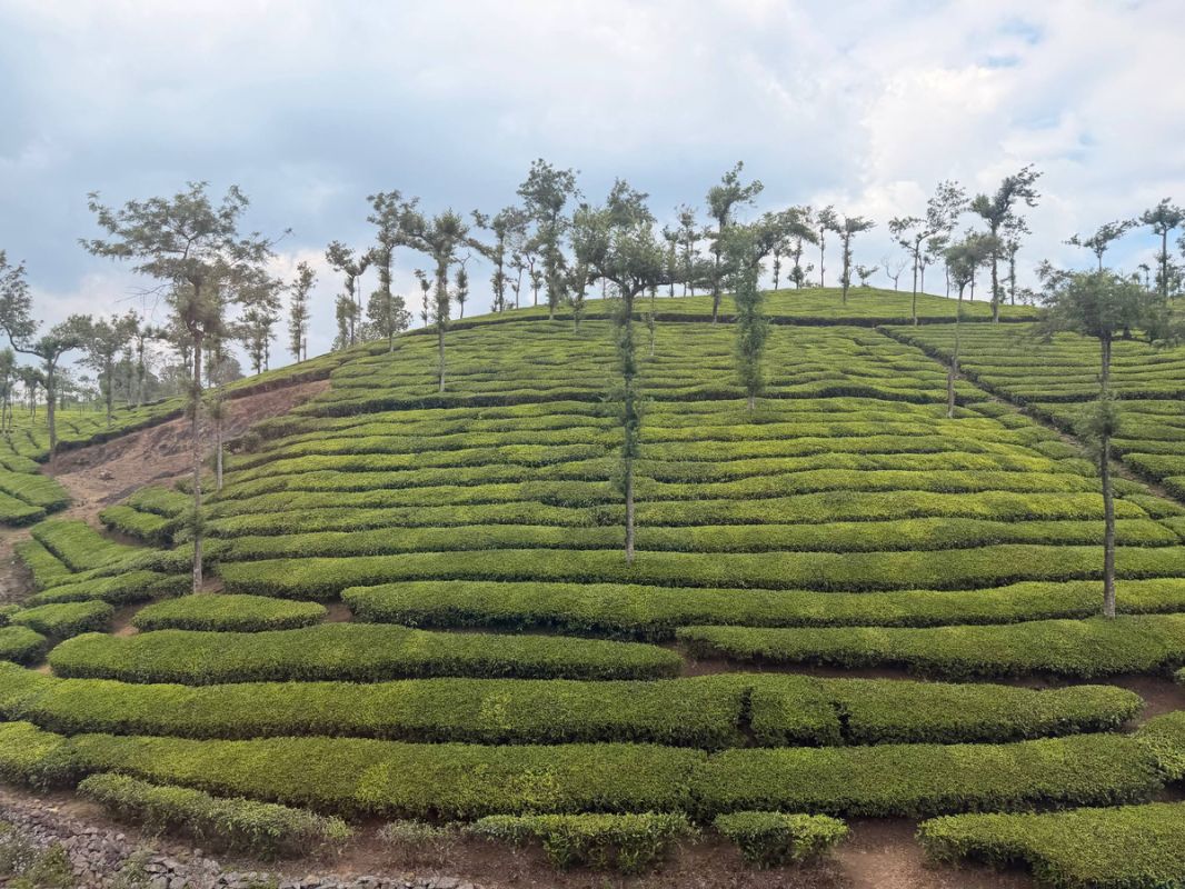 ����������� ������� ���: ��� ����� ����������� � ������ ��������