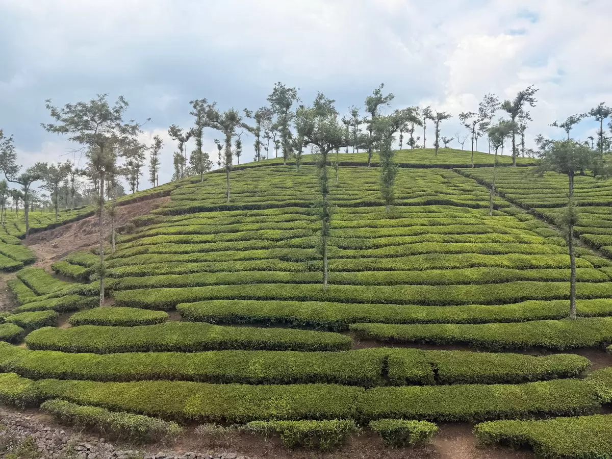 Неожиданные истории чая: как Индия погрузилась в чайную культуру