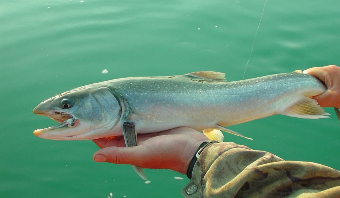 ������ �� ������ ���� ���������� ����� ������� ������, ��������� 860 ����������