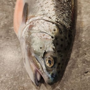 ������������ ������: ������� � ������� ����� ��� ��������� ��������� �������