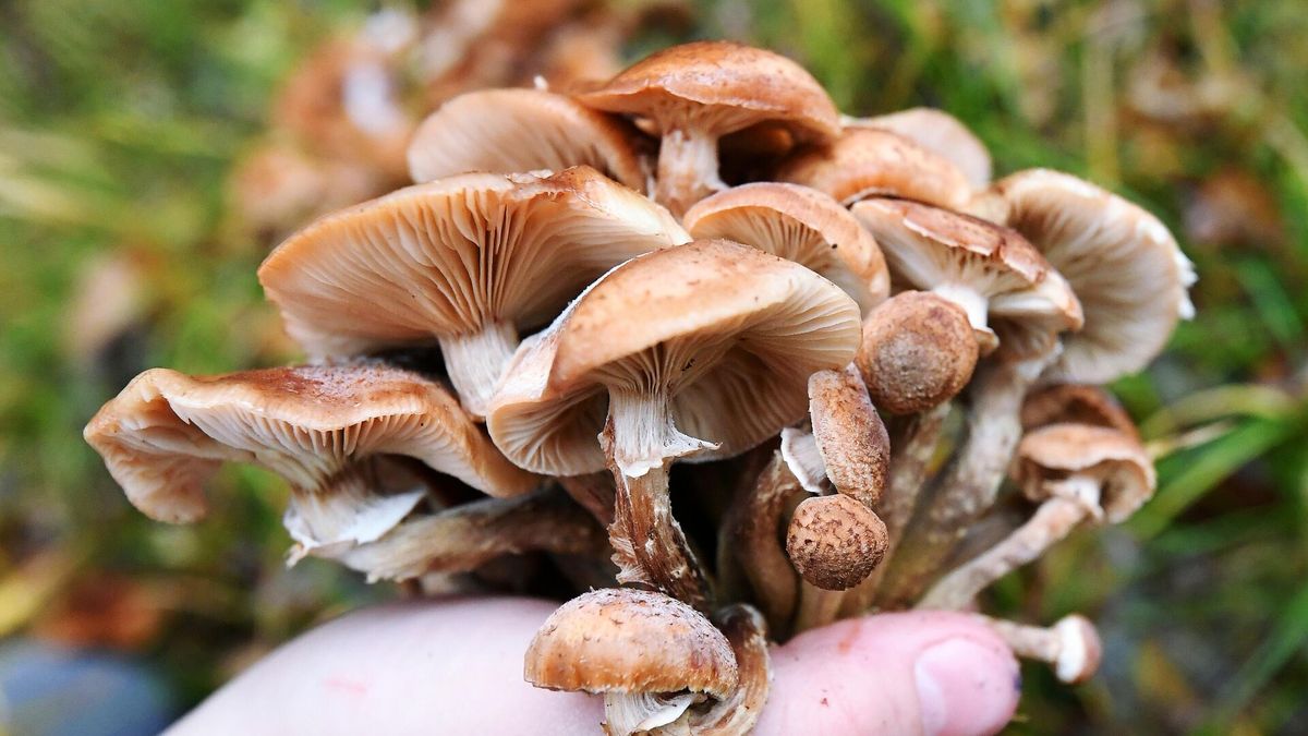 Как вкусно и безопасно приготовить опята: практическое руководство