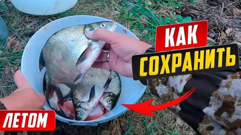 Как защитить улов от жары: секреты успешной рыбалки в зной