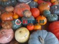 Тыквенный Спас: Советы по выбору тыквы и рецепт ароматного супа